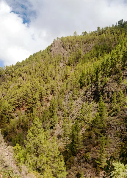 Pinos alrededor de la montaña —  Fotos de Stock