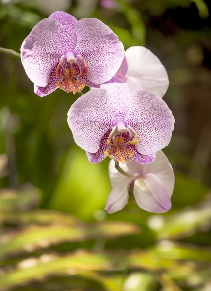 Orquídea púrpura — Foto de Stock