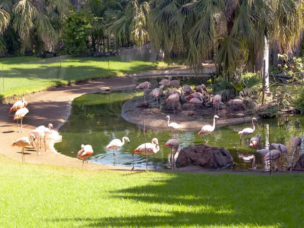 Lago com pelicanos — Fotografia de Stock