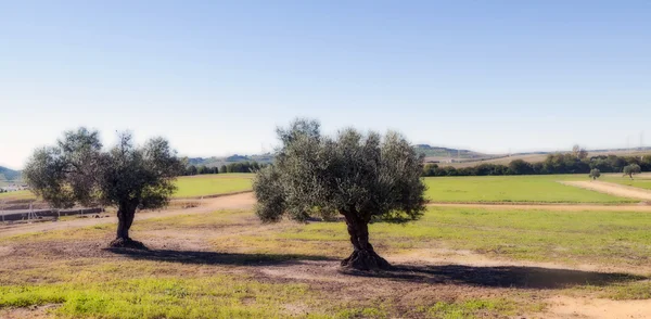 Olijven bomen — Stockfoto