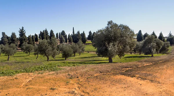 Olivenbäume — Stockfoto