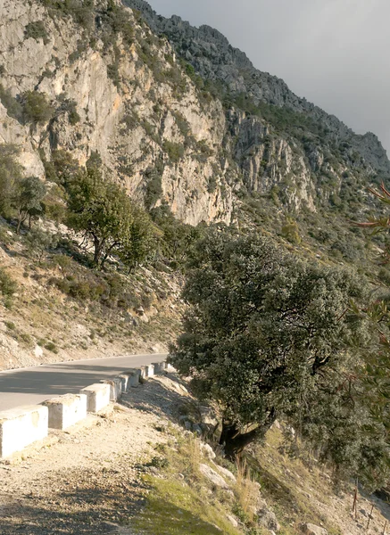 グラサレマ山とツリー — ストック写真