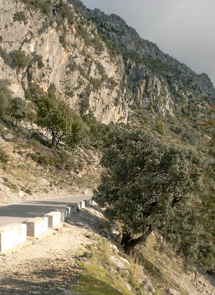 Tree with Grazalema mountain — Stock Photo, Image