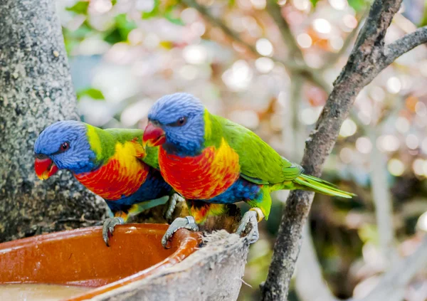 Uccelli tropicali — Foto Stock