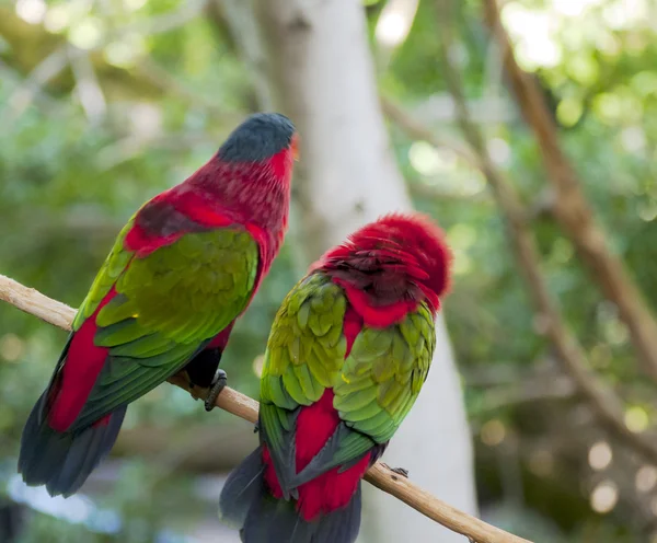 Tropische Vögel — Stockfoto