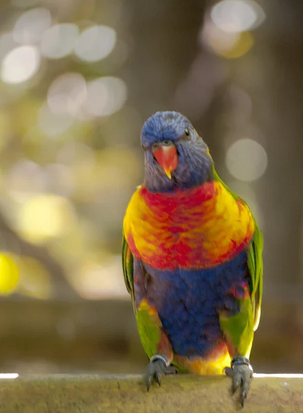 Uccelli tropicali — Foto Stock