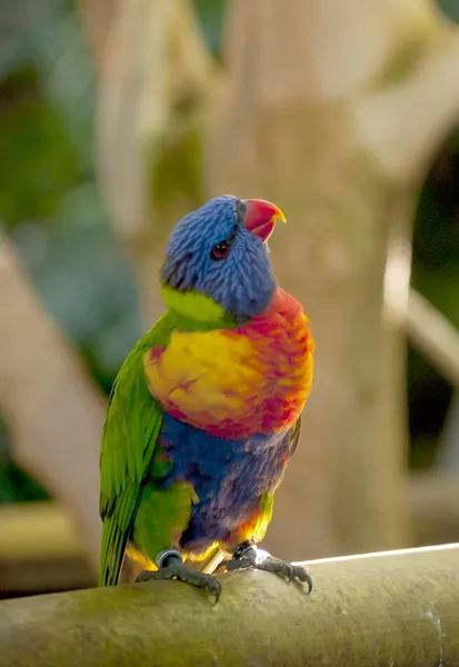 Uccelli tropicali — Foto Stock