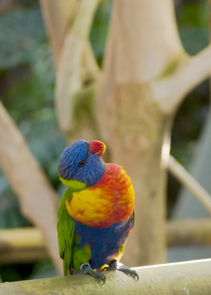 Uccelli tropicali — Foto Stock