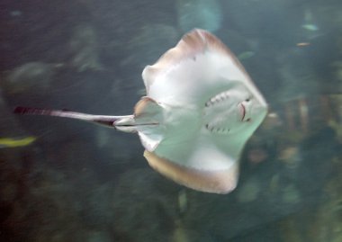 Sualtı Yüzme mantas