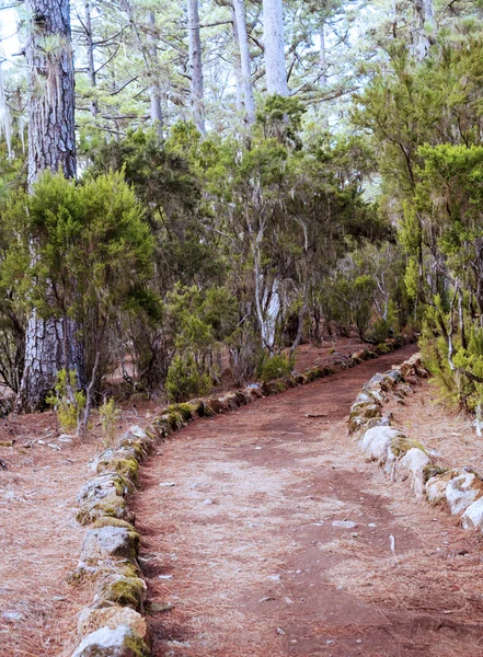 Path in the forest — Stock Photo, Image