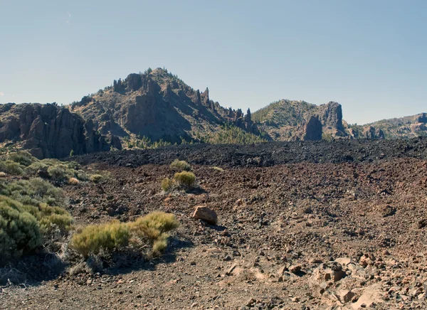 Vegetação no Teide — Fotografia de Stock