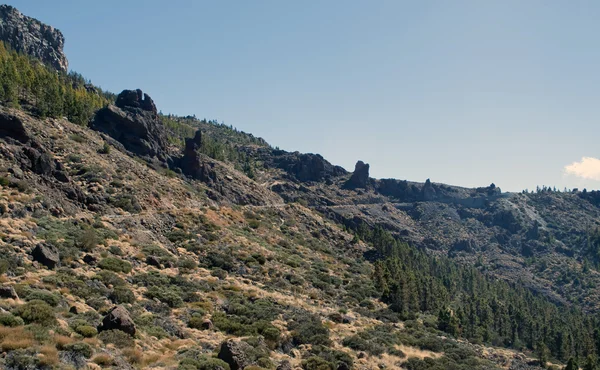 Βλάστηση στο το teide — Φωτογραφία Αρχείου