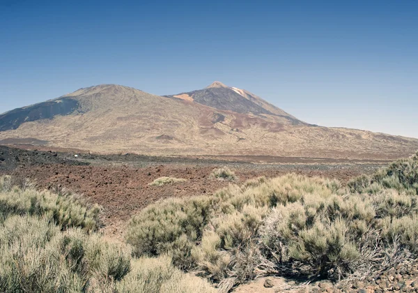 Vegetação no Teide — Fotografia de Stock