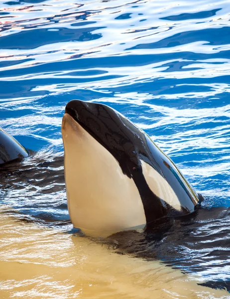 Bir havuzda oynarken orcas — Stok fotoğraf