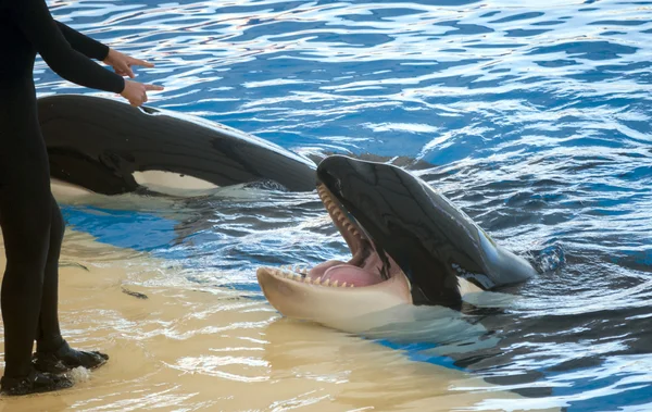 Orcas のプールで遊ぶ — ストック写真