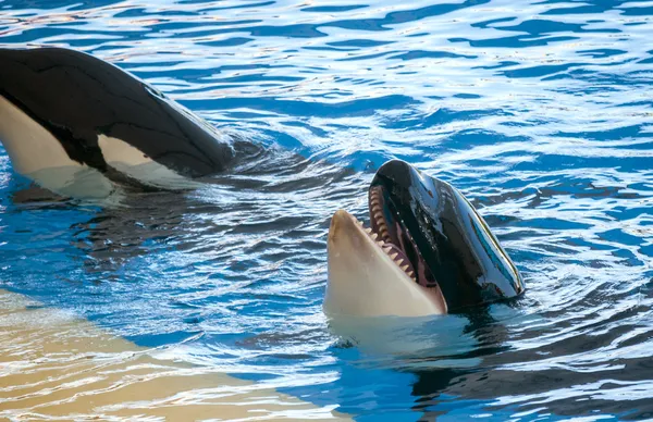 Bir havuzda oynarken orcas — Stok fotoğraf