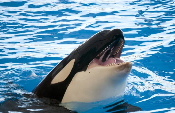 Orcas playing in a pool — Stock Photo, Image