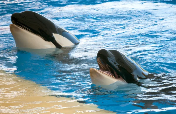 Orcas playing in a pool Royalty Free Stock Photos