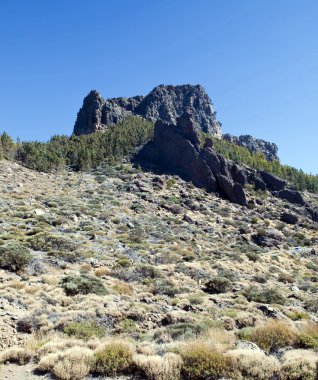 teide bitki örtüsü
