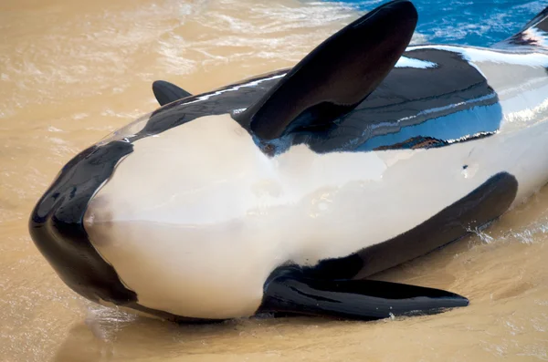 Orcas spielen in einem Pool — Stockfoto