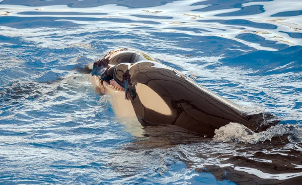 Orcas brincando em uma piscina — Fotografia de Stock
