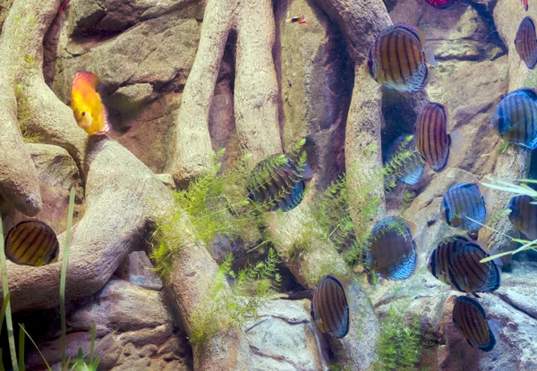 Kleurrijke vissen — Stockfoto