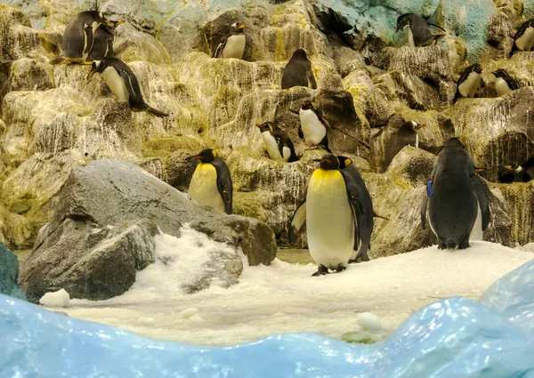 Pinguine — Stockfoto