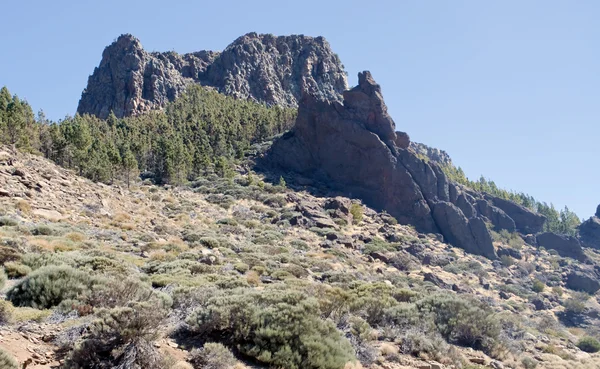 A Teide növényzet — Stock Fotó