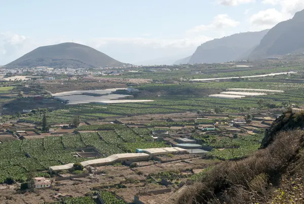 Plantación de plátanos — Foto de Stock