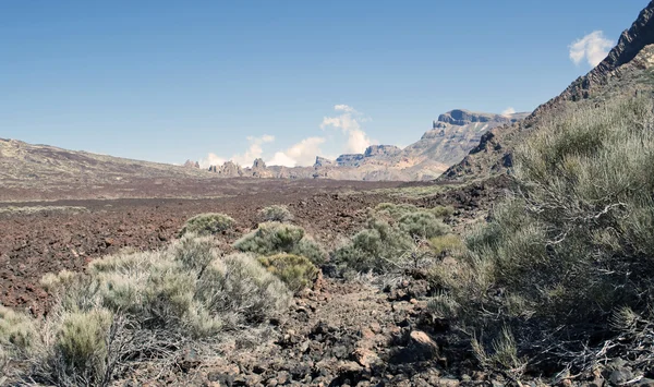 Vegetación en el Teide —  Fotos de Stock
