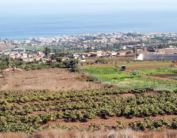 Fields of vineyards — Stock Photo, Image