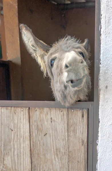 Burro. — Foto de Stock