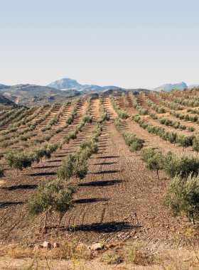 Olive grove
