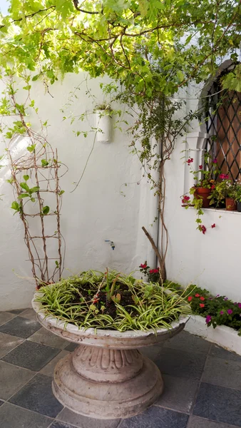 Белая стена с растениями — стоковое фото