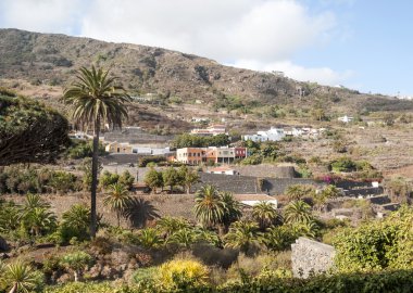 bazı palmiye ağaç görünümü