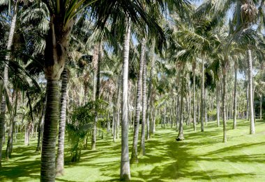 palmiye orman manzarası