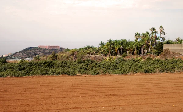 Вид на некоторые пальмы — стоковое фото