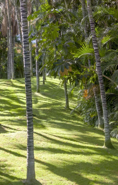 Palm jungle landscape — Stock Photo, Image