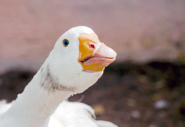 Duck head — Stock Photo, Image