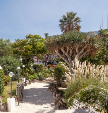 palmiye ağaçları ile yürümek