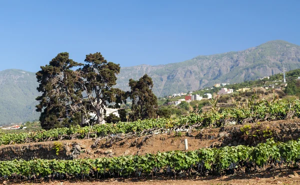 Vinhas de uva — Fotografia de Stock