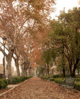 ağaçları ile yürümek