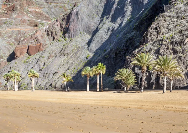 Palma sulla sabbia — Foto Stock
