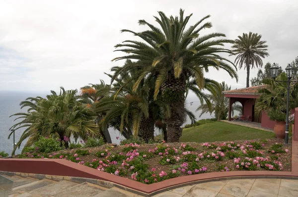 Jardín con palmera — Foto de Stock