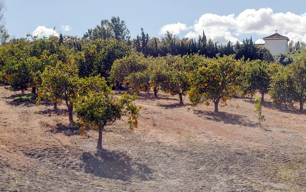 Oranje plantage — Stockfoto