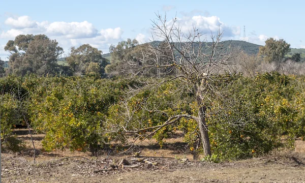 Oranje plantage — Stockfoto