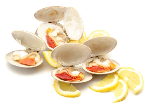 Vongole — Foto Stock