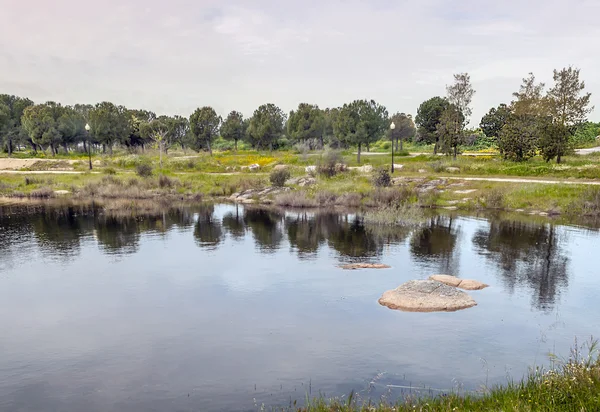 Arbres sur la rive du lac — Photo