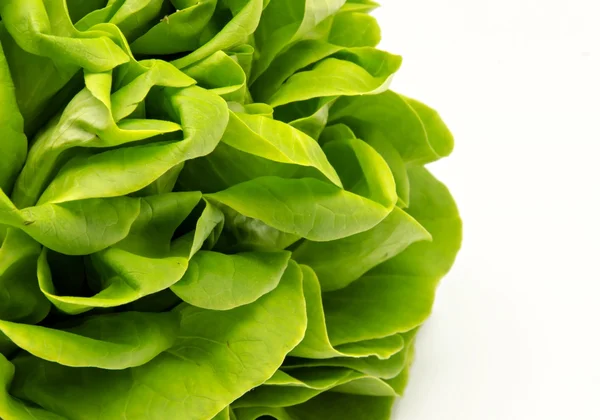 Fresh lettuce — Stock Photo, Image