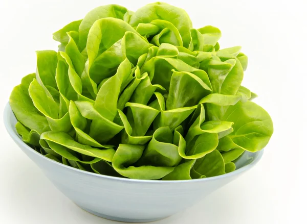 Fresh lettuce — Stock Photo, Image